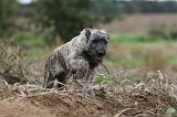BOUVIER DES ARDENNES 155